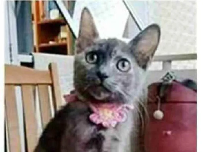 Gato ra a srd tricolor idade 2 a 6 meses nome MARIA