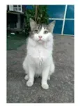 FIONA