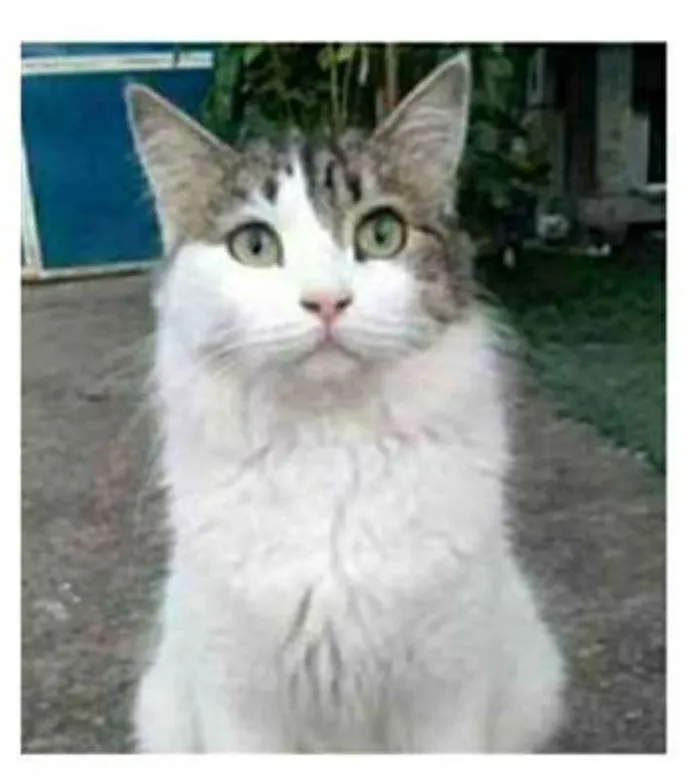 Gato ra a srd bicolor idade 1 ano nome FIONA