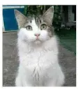 FIONA