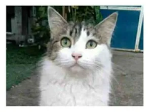 Gato raça srd bicolor idade 1 ano nome FIONA