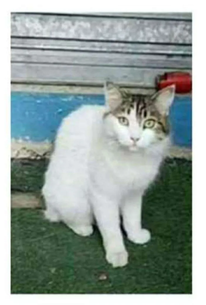 Gato ra a srd bicolor idade 1 ano nome FIONA