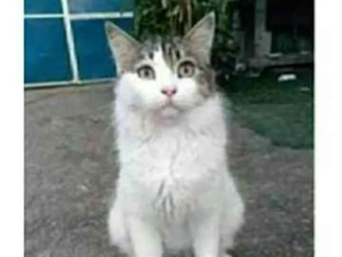 Gato ra a srd bicolor idade 1 ano nome FIONA