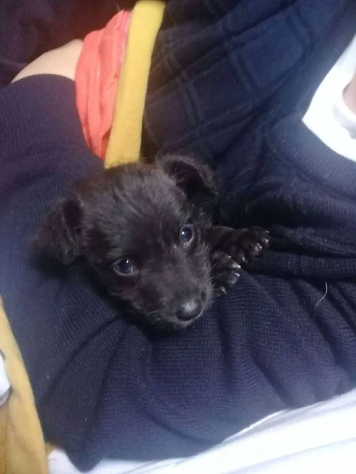 Cachorro ra a Mestiço  idade Abaixo de 2 meses nome Sem nome