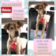 Heloise