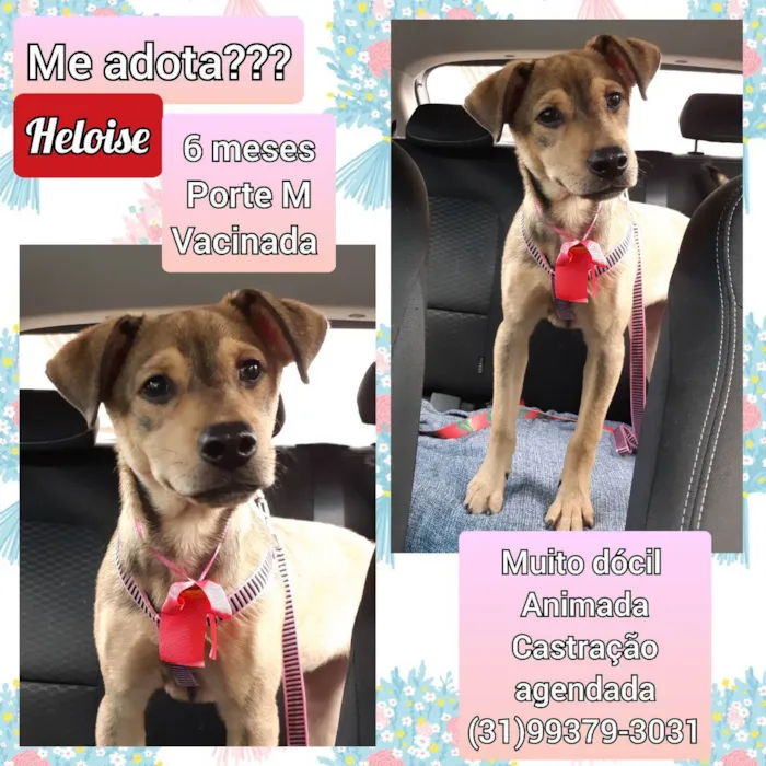 Cachorro raça SRD idade 7 a 11 meses nome Heloise