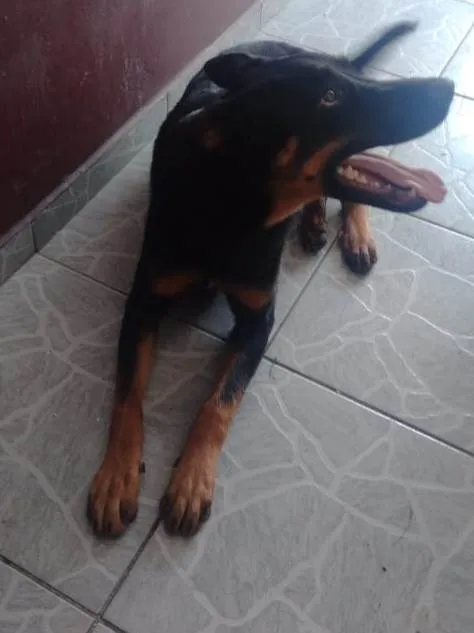 Cachorro ra a Sem raça definida  idade 1 ano nome Rocky