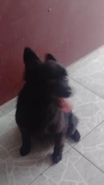 Cachorro ra a Sem raça definida  idade 6 ou mais anos nome Odin 