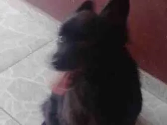 Cachorro ra a Sem raça definida  idade 6 ou mais anos nome Odin 