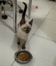 Gato raça Parece Siamês  idade 2 a 6 meses nome Sem nome