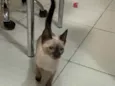 Gato raça Parece Siamês  idade 2 a 6 meses nome Sem nome