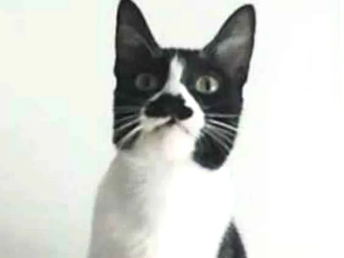 Gato ra a srd frajolinha  idade 2 anos nome CHAYENE