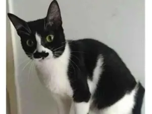Gato raça srd frajolinha  idade 2 anos nome CHAYENE