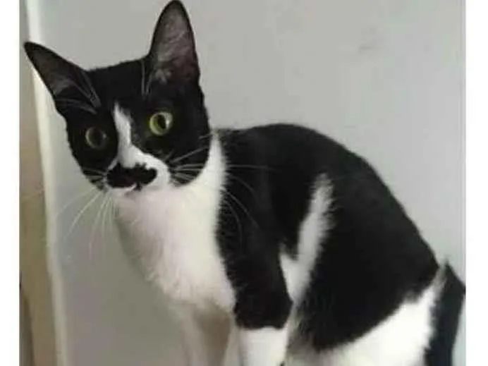 Gato ra a srd frajolinha  idade 2 anos nome CHAYENE