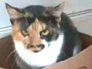 Gato raça srd tricolor idade 7 a 11 meses nome LIDA