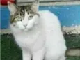 FIONA