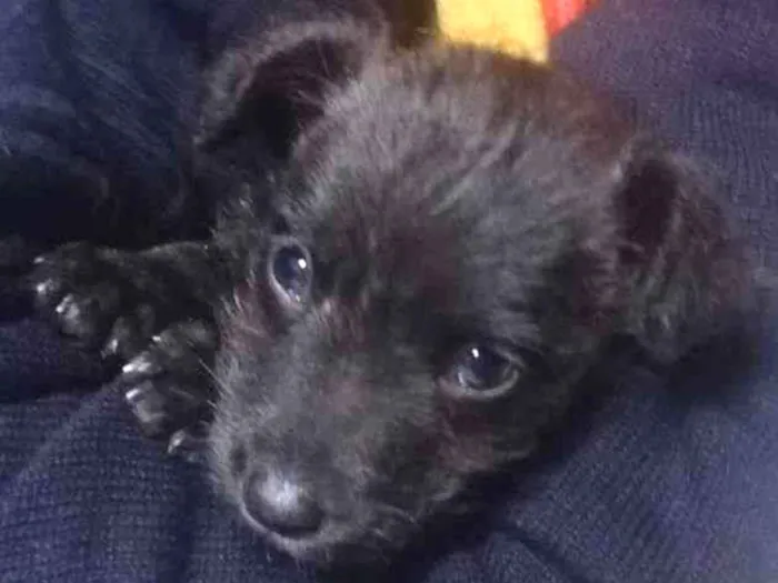 Cachorro ra a Mestiço  idade Abaixo de 2 meses nome Sem nome