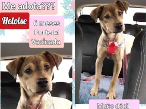 Cachorro raça SRD idade 7 a 11 meses nome Heloise