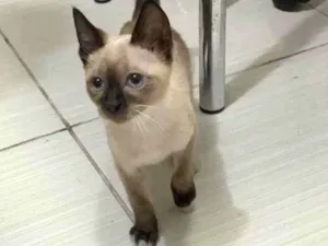 Gato raça Parece Siamês  idade 2 a 6 meses nome Sem nome