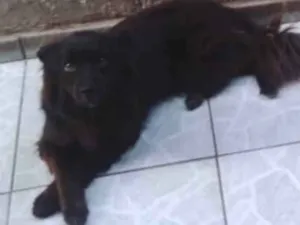 Cachorro raça Sem raça definida  idade 6 ou mais anos nome Odin 