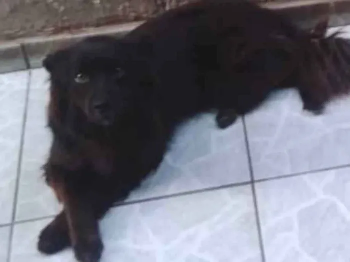 Cachorro ra a Sem raça definida  idade 6 ou mais anos nome Odin 