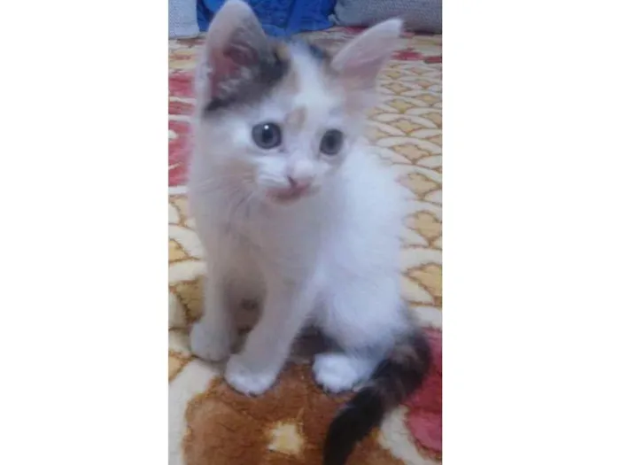 Gato raça Normal  idade 2 a 6 meses nome Sem nome 
