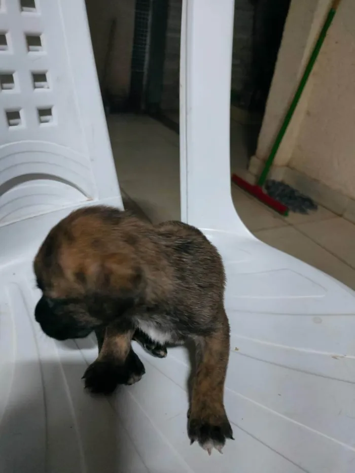 Cachorro raça Sem raça definida idade Abaixo de 2 meses nome Filhotinhos