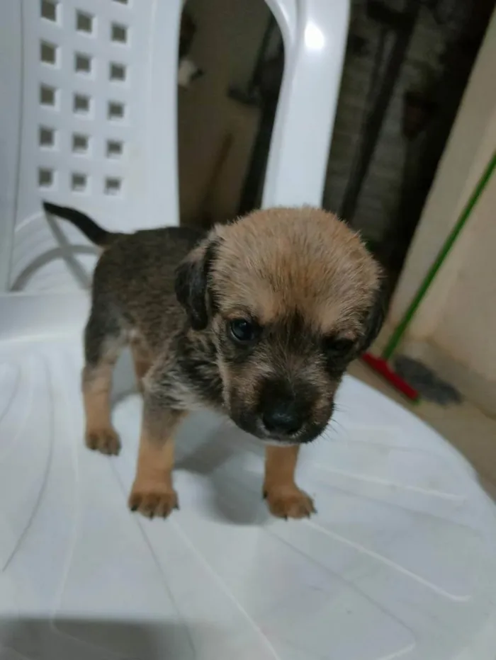 Cachorro raça Sem raça definida idade Abaixo de 2 meses nome Filhotinhos