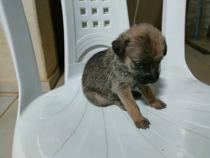 Cachorro raça Sem raça definida idade Abaixo de 2 meses nome Filhotinhos