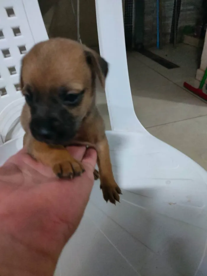 Cachorro raça Sem raça definida idade Abaixo de 2 meses nome Filhotinhos