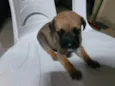 Filhotinhos