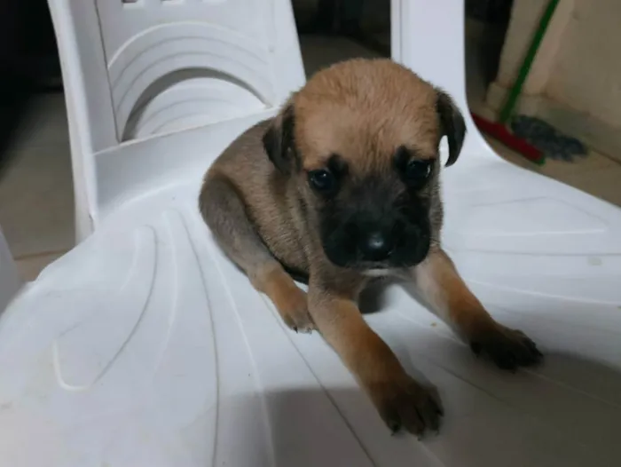 Cachorro raça Sem raça definida idade Abaixo de 2 meses nome Filhotinhos