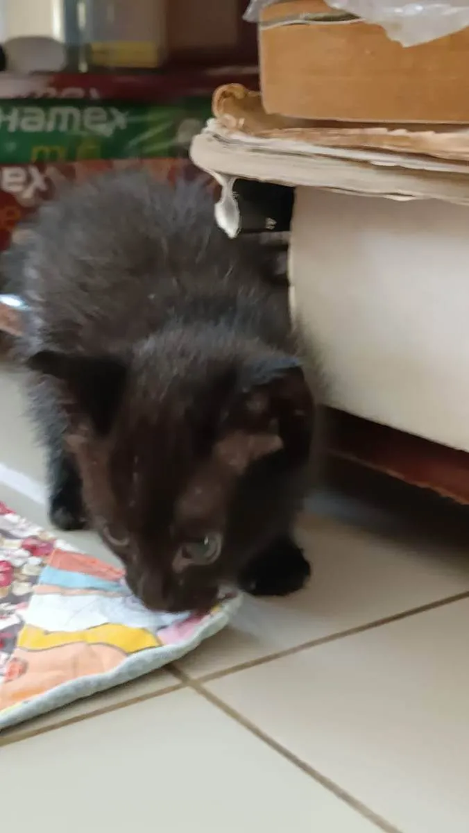 Gato ra a Sem raça idade Abaixo de 2 meses nome Sem Nome