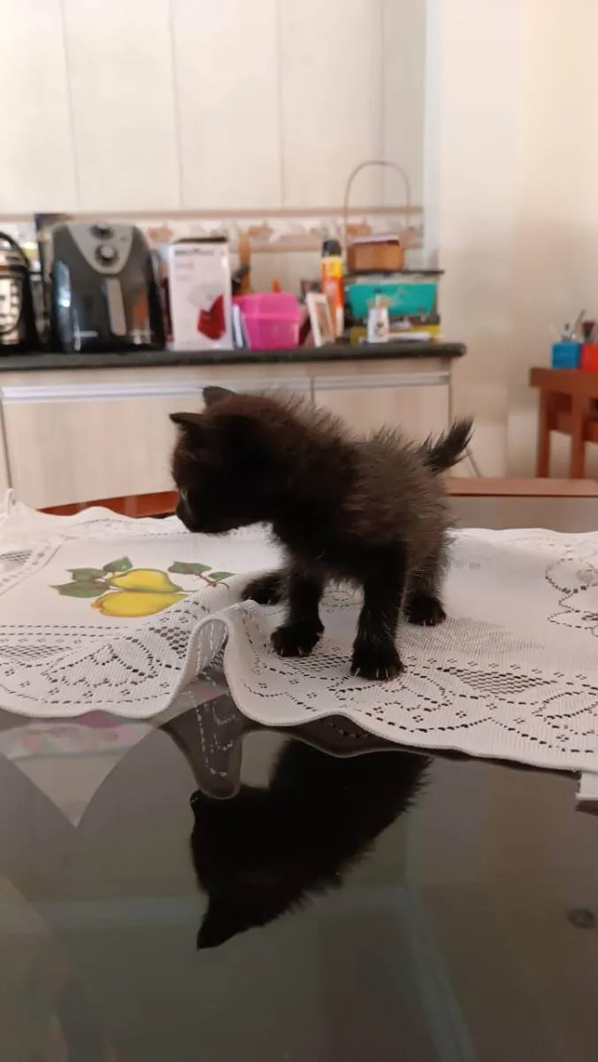 Gato ra a Sem raça idade Abaixo de 2 meses nome Sem Nome