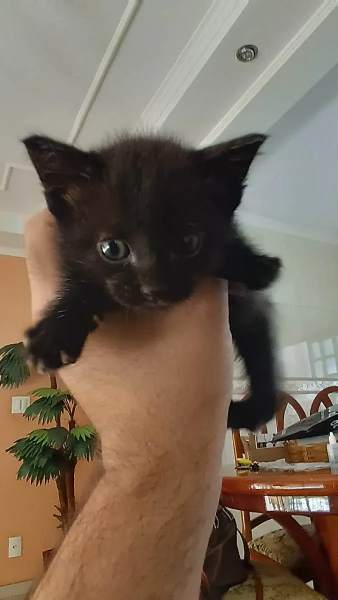 Gato ra a Sem raça idade Abaixo de 2 meses nome Sem Nome