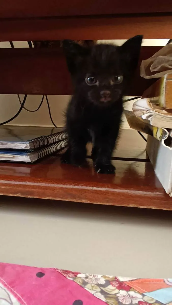 Gato ra a Sem raça idade Abaixo de 2 meses nome Sem Nome