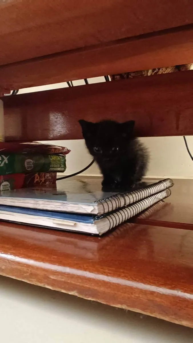 Gato ra a Sem raça idade Abaixo de 2 meses nome Sem Nome