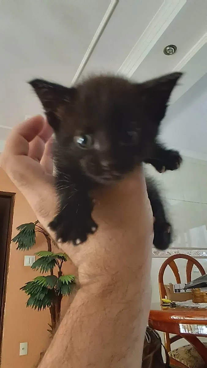 Gato ra a Sem raça idade Abaixo de 2 meses nome Sem Nome