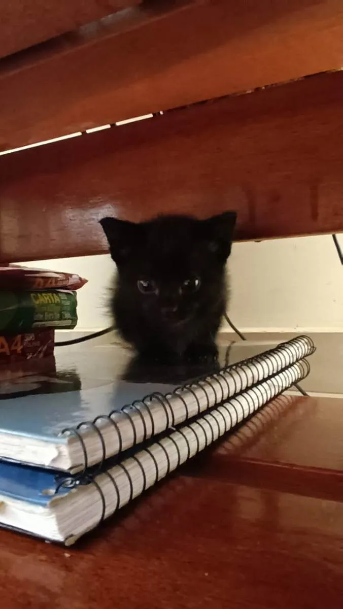 Gato ra a Sem raça idade Abaixo de 2 meses nome Sem Nome