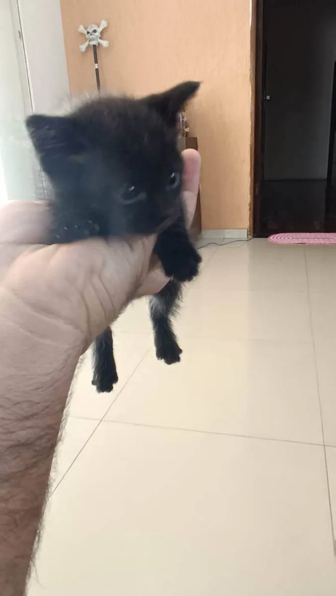 Gato ra a Sem raça idade Abaixo de 2 meses nome Sem Nome