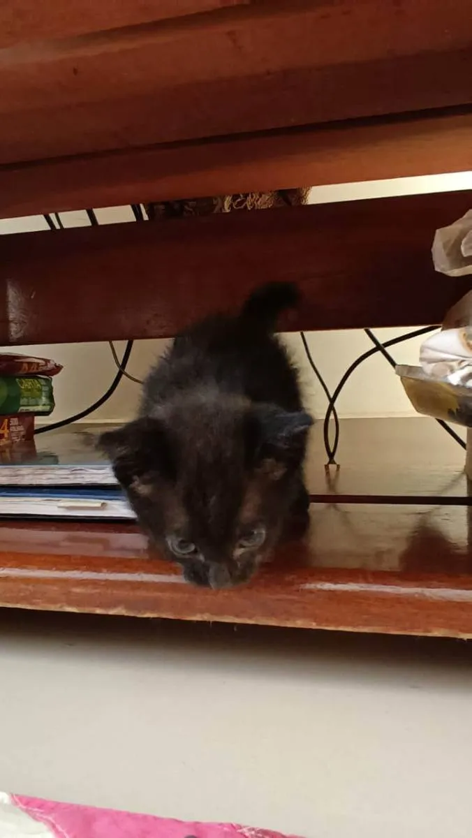 Gato ra a Sem raça idade Abaixo de 2 meses nome Sem Nome