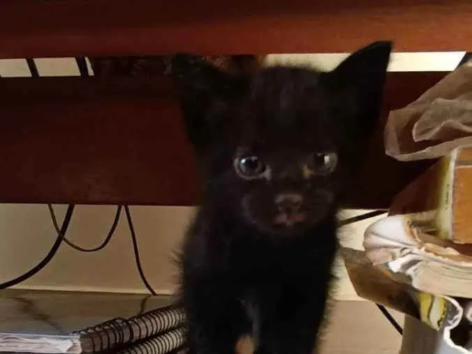 Gato ra a Sem raça idade Abaixo de 2 meses nome Sem Nome