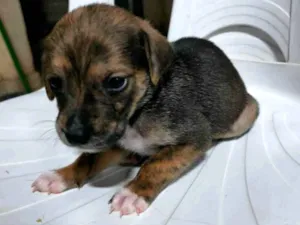 Cachorro raça Sem raça definida idade Abaixo de 2 meses nome Filhotinhos