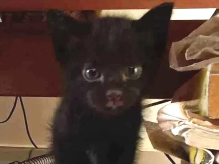 Gato ra a Sem raça idade Abaixo de 2 meses nome Sem Nome