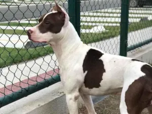Cachorro raça Pitbull  idade 2 a 6 meses nome Maui