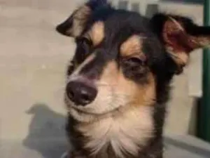 Cachorro raça Srd idade 1 ano nome Pedro