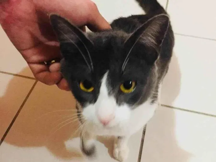 Gato ra a Não sei  idade 7 a 11 meses nome Thor 