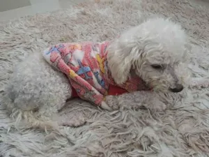 Cachorro raça Poodle idade  nome Não sei