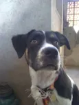 Maya