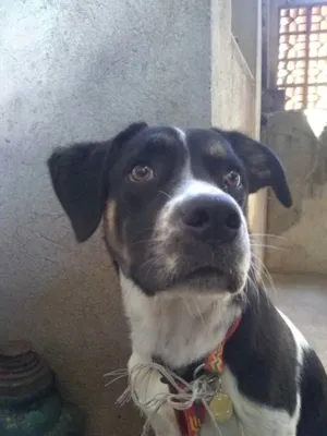 Cachorro raça Não sei  idade 2 a 6 meses nome Maya